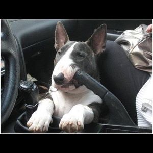 Meet your Posher, Joseph